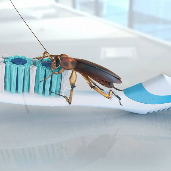 Ant Cockroach and Spider Control 1