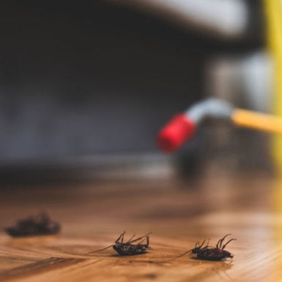 Ant Cockroach and Spider Control
