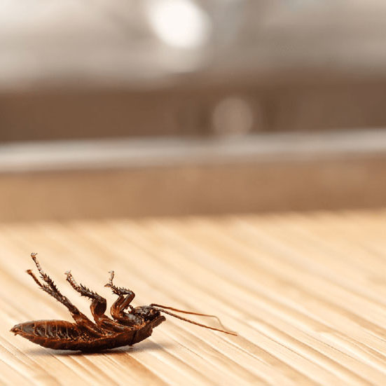 Ant Cockroach and Spider Control