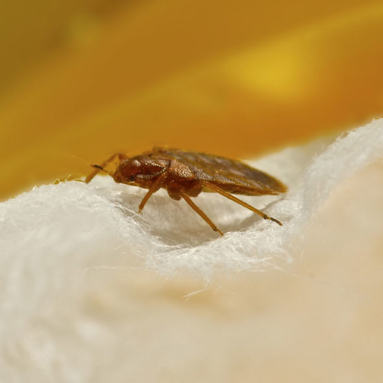 Bedbug Treatments 1