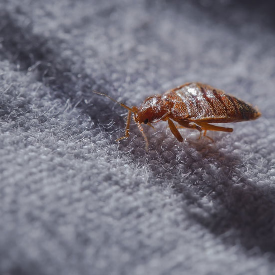 Bedbug Treatments 3