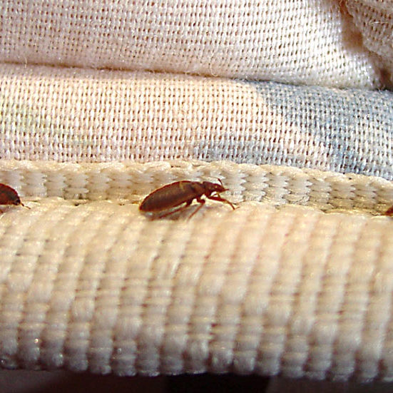 Bedbug Treatments 4