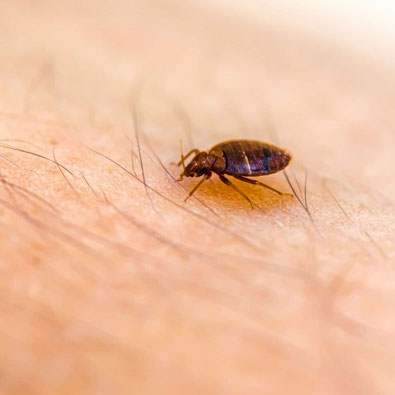 Bedbug Treatments