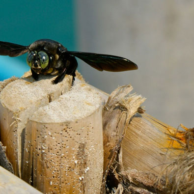 Carpenter Bees Wasp Hornet Treatments