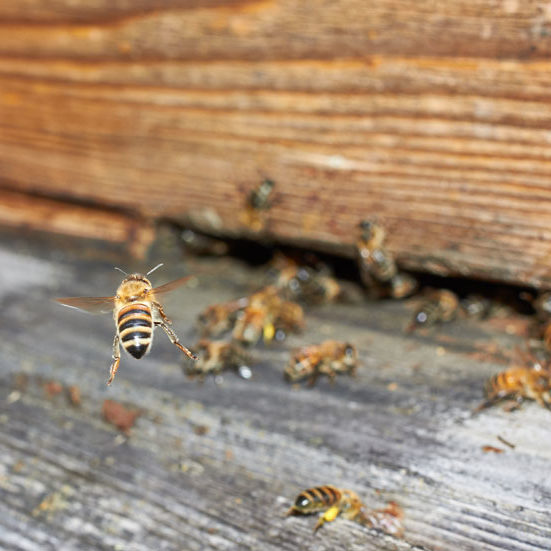 Carpenter Bees Wasp and Hornet Treatments 1