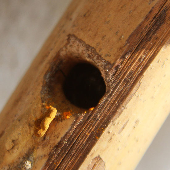 Carpenter Bees Wasp and Hornet Treatments