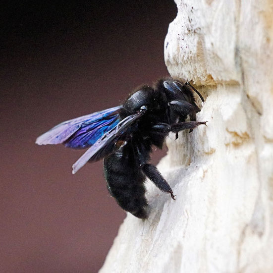 Carpenter Bees Wasp and Hornet Treatments