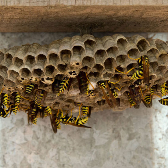 Carpenter Bees Wasp and Hornet Treatments
