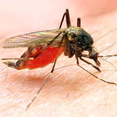 Flies Mosquito Control