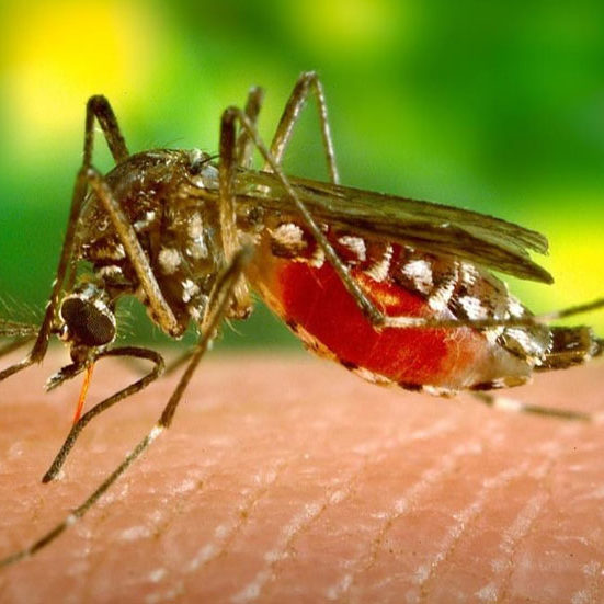 Dayton-Mosquito-Control