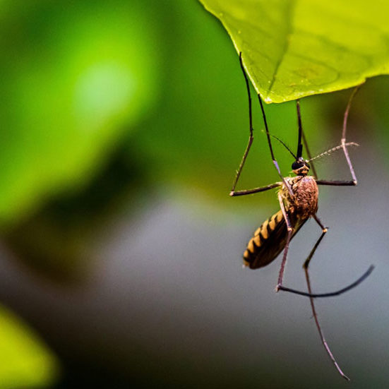 Dayton-Mosquito-Control