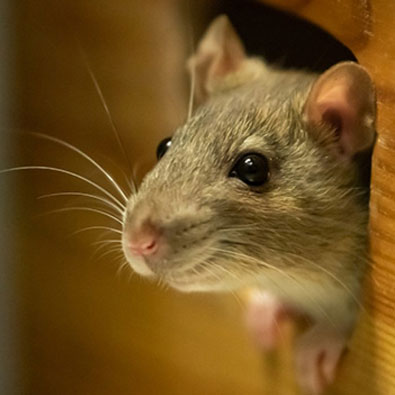 Mice Rodent Control