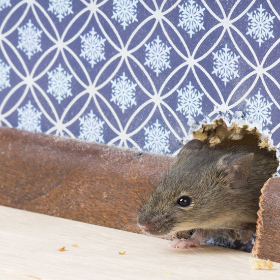 Mice and Rodent Control 1