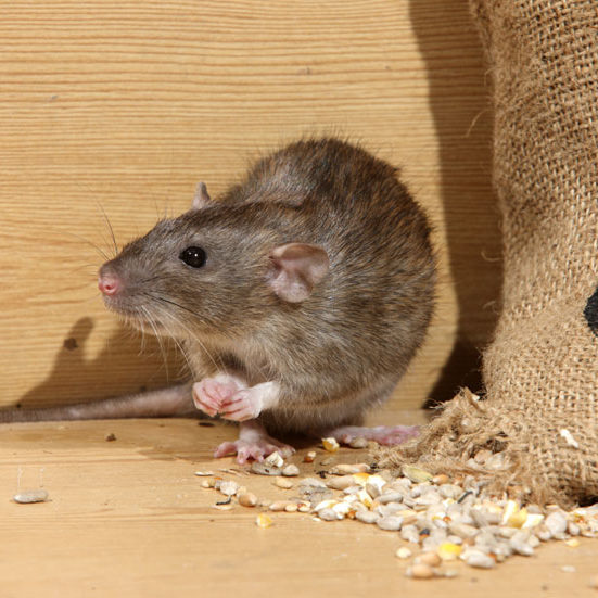 Mice and Rodent Control