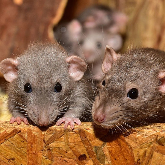 Mice and Rodent Control