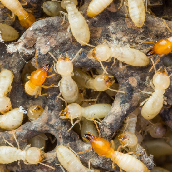 Termite Control 4