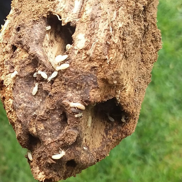 Termite WDI Inspections