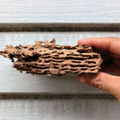 Termite WDI Inspections 