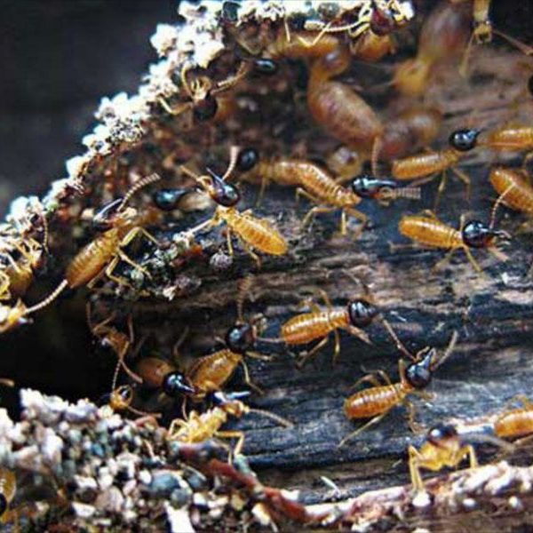 Termite WDI Inspections2