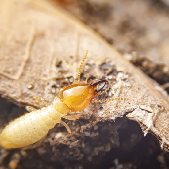 Termite WDI Inspections4