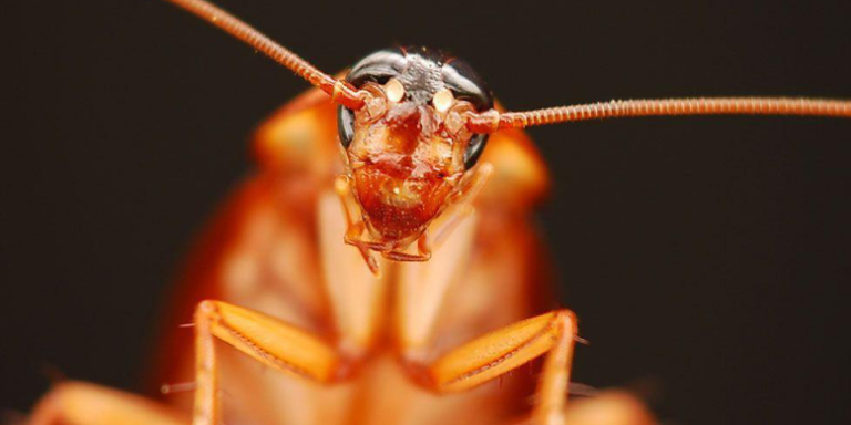 How can I get rid of cockroaches