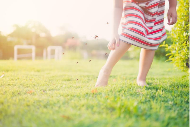 How to get rid of mosquitoes and flies