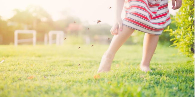 How to get rid of mosquitoes and flies