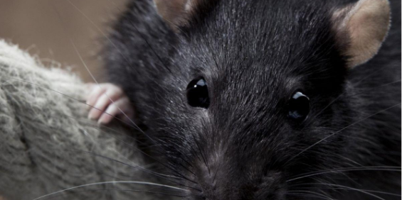 Residential Rodent Control