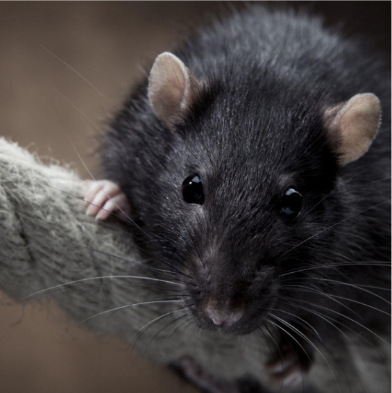 Residential Rodent Control