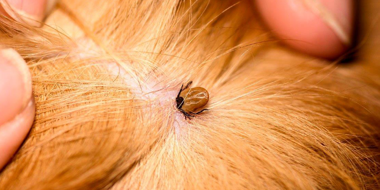 Save your fur babies