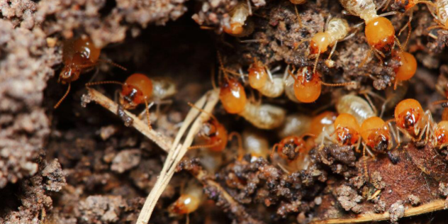 What are the signs of termite activities a home