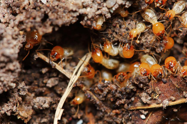 What are the signs of termite activities a home