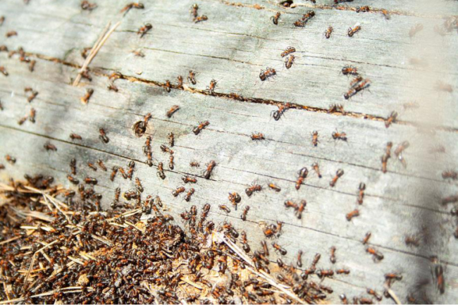 What is the cause of pest influx