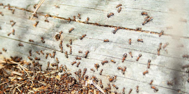 What is the cause of pest influx