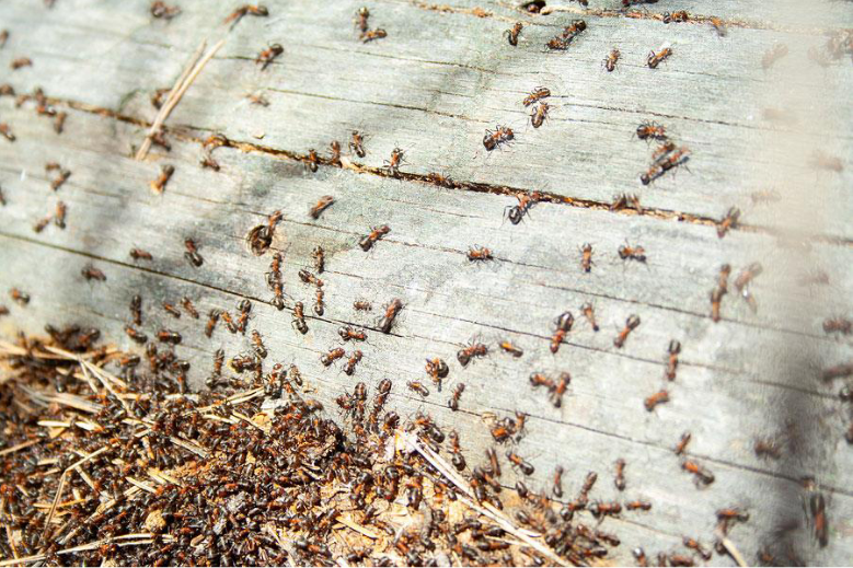 What is the cause of pest influx