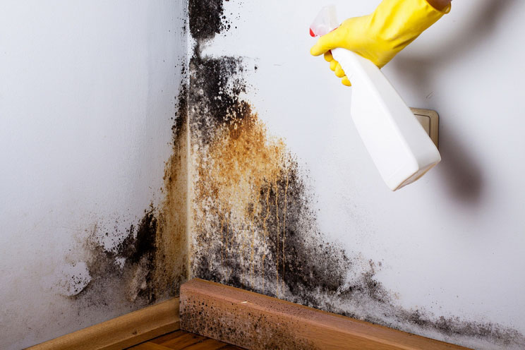 Remove and Sanitize Mold With Bleach